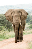 Akagera National Park, Rwanda - 2017