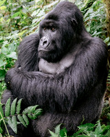 Gorilla Trekking, Rwanda - 2017