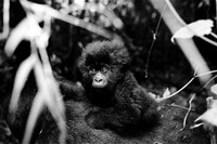 Gorillas