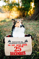 View More: http://bmpphotography.pass.us/sterlings
