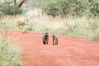 Game Drive